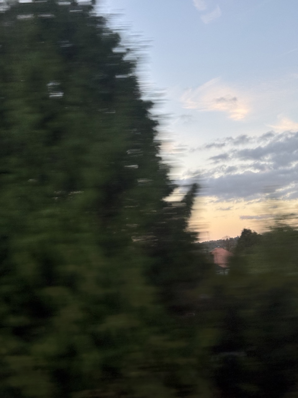 View of horizon, clouds, a large tree. The moon is visible